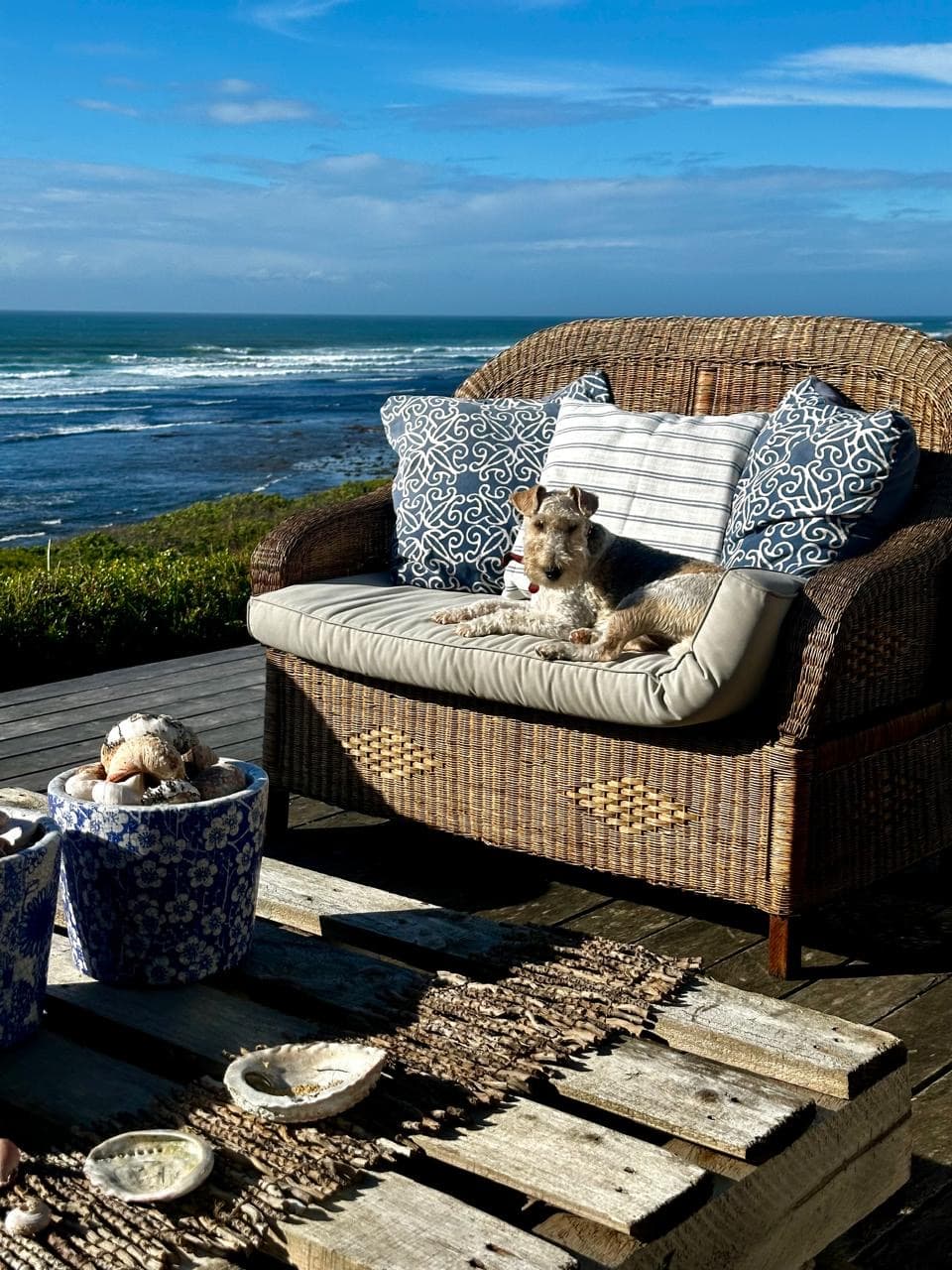 Wire haired terrier on outdoor coach with ocean in the background
