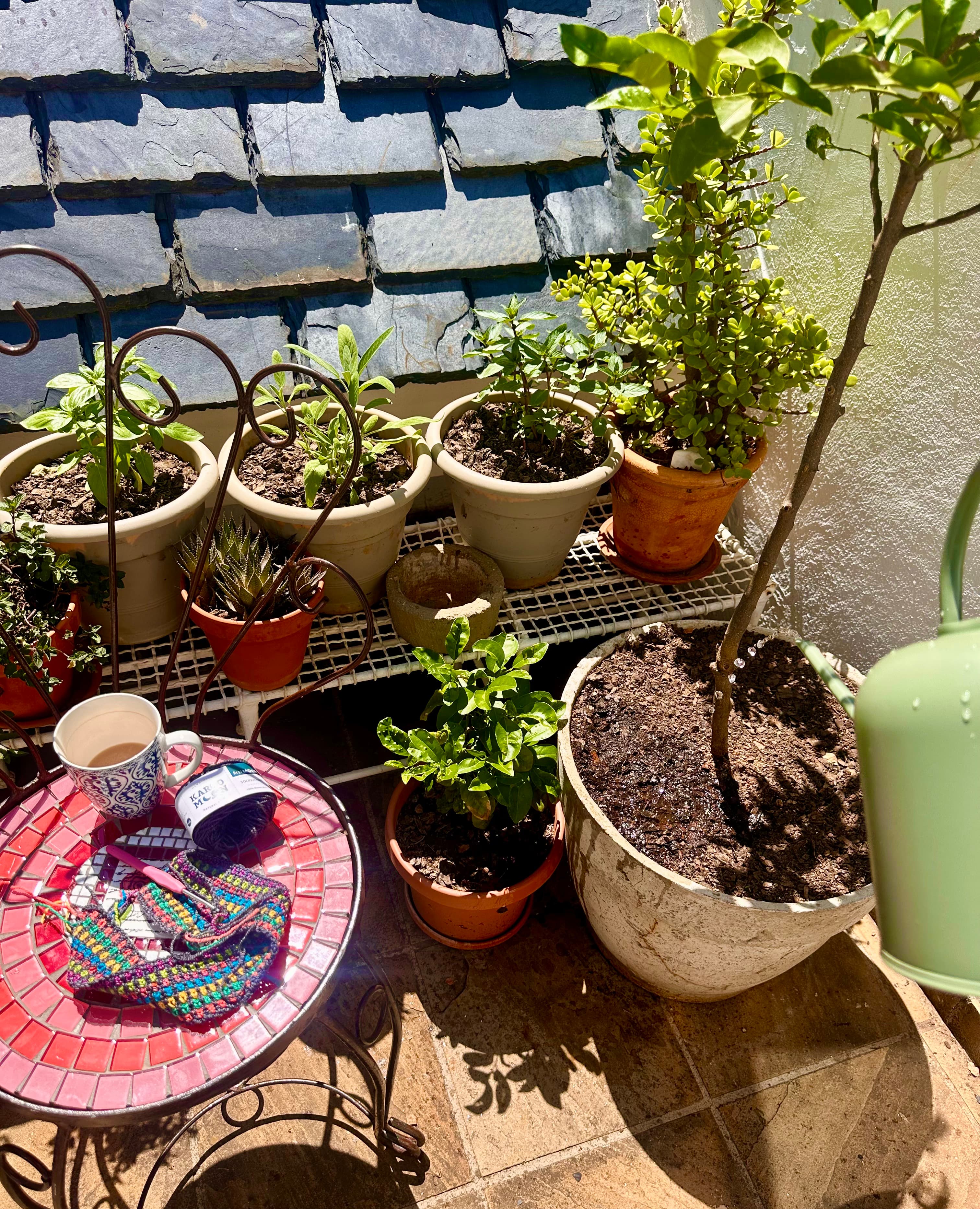 Potted herbs and a young tree being watered on a sunny patio, beside a mosaic table with tea and a rainbow crochet project.