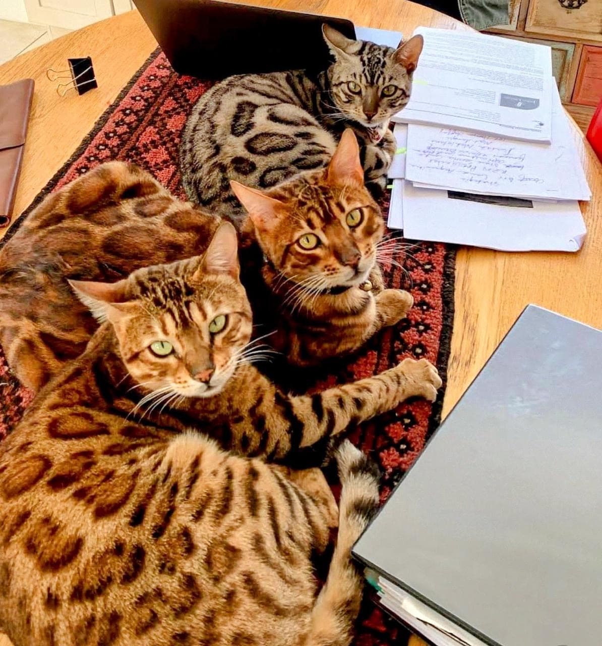 Three bengal cats on a persian carpet, between books