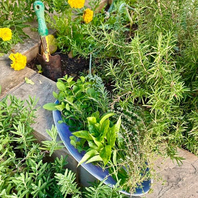Potted herbs and a young tree being watered on a sunny patio, beside a mosaic table with tea and a rainbow crochet project.
