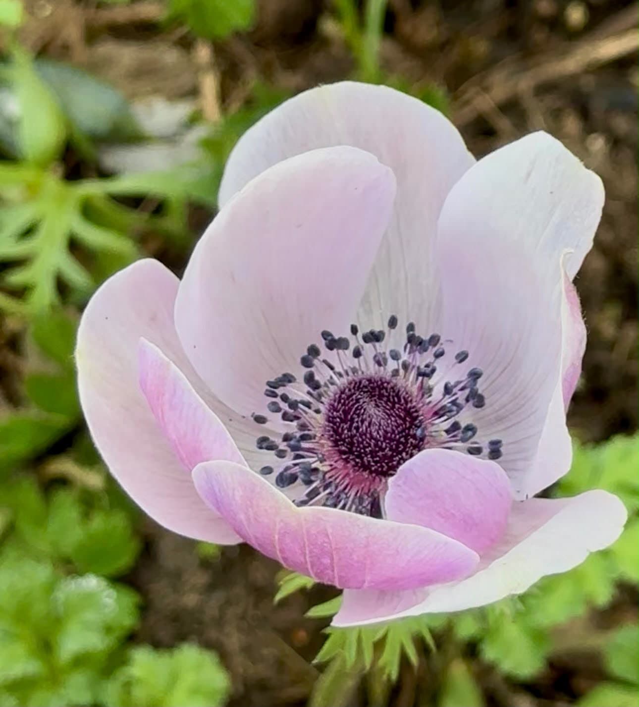 Pail pink rununculus in the garden