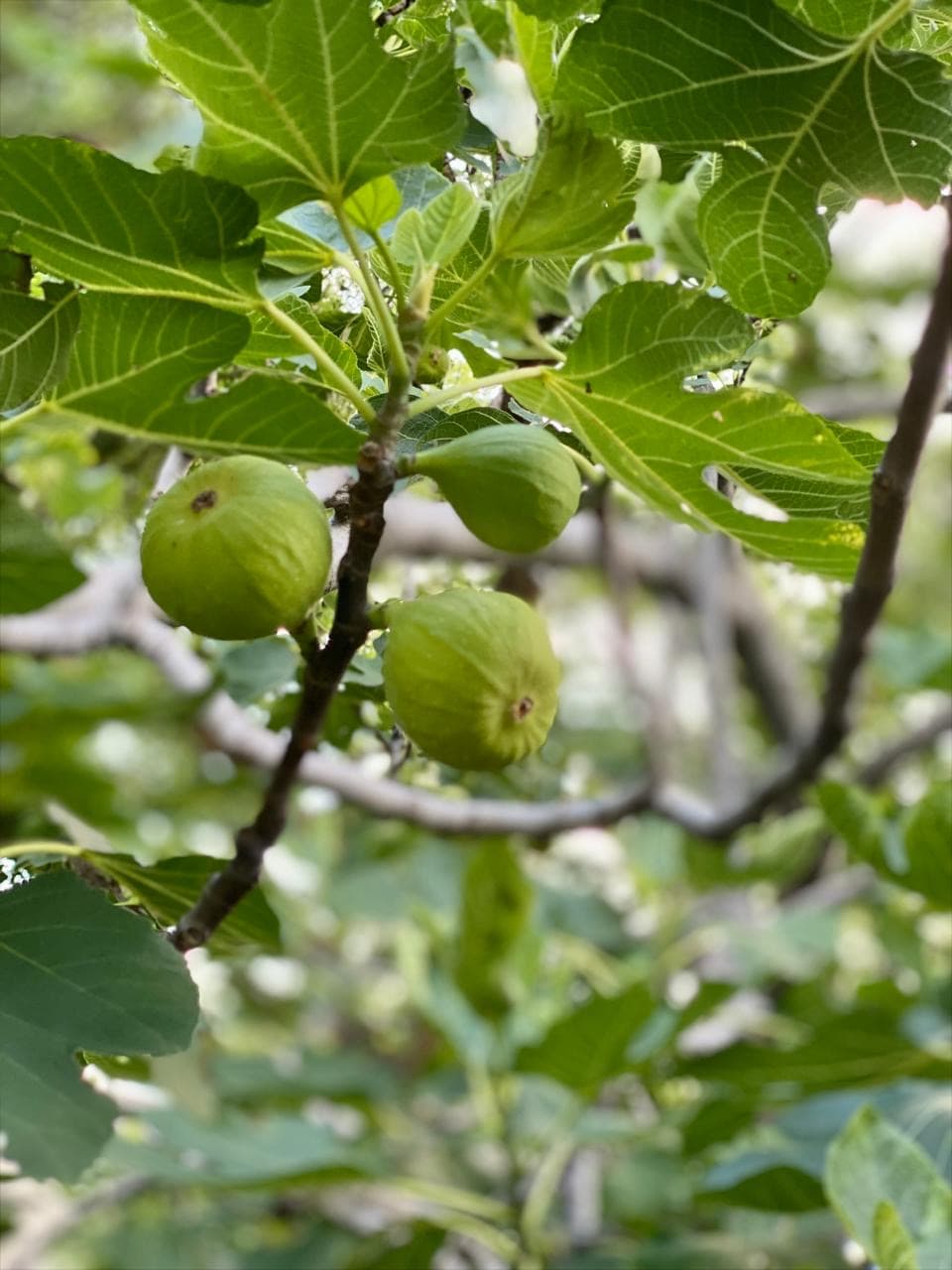 Green gigtree branches with fruit