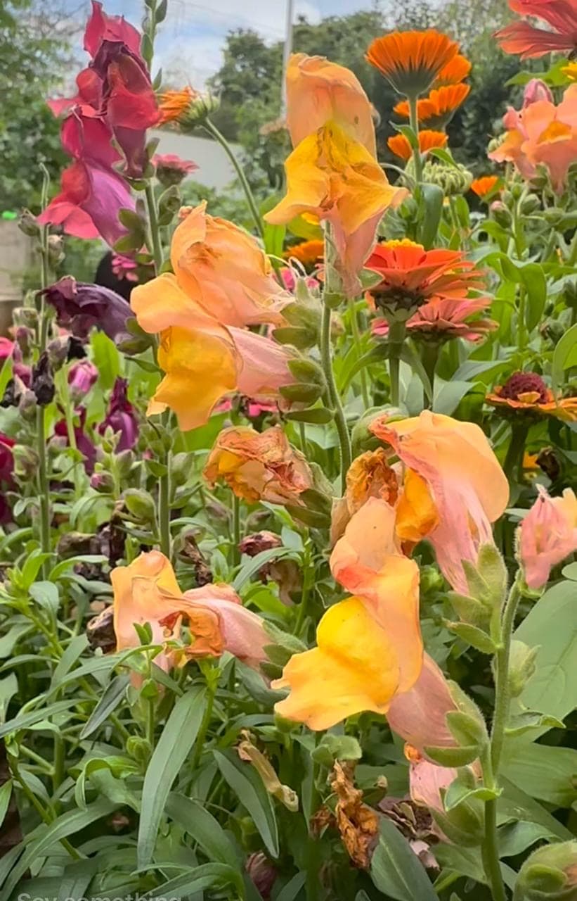 Snapdragons in a garden
