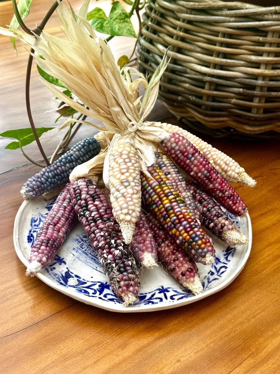 A bundle of multicolored dried corn cobs, tied together with pale husks, resting on a blue-and-white patterned plate on a wooden table, with a wicker basket in the background.