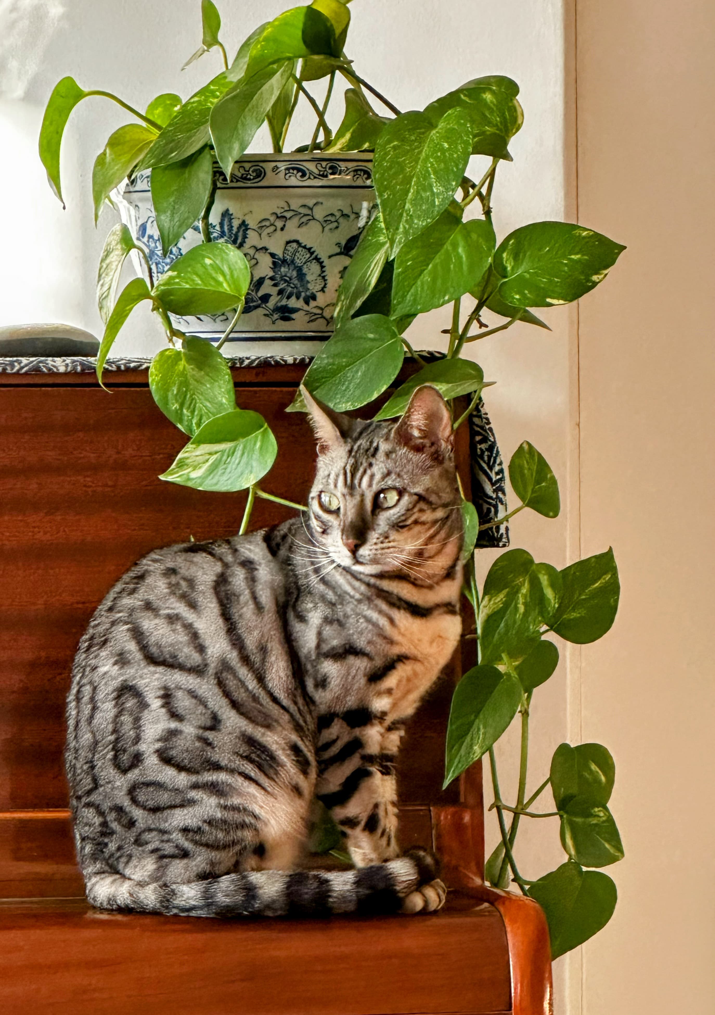 Bengal cat sitting on a piano with a plant in back ground