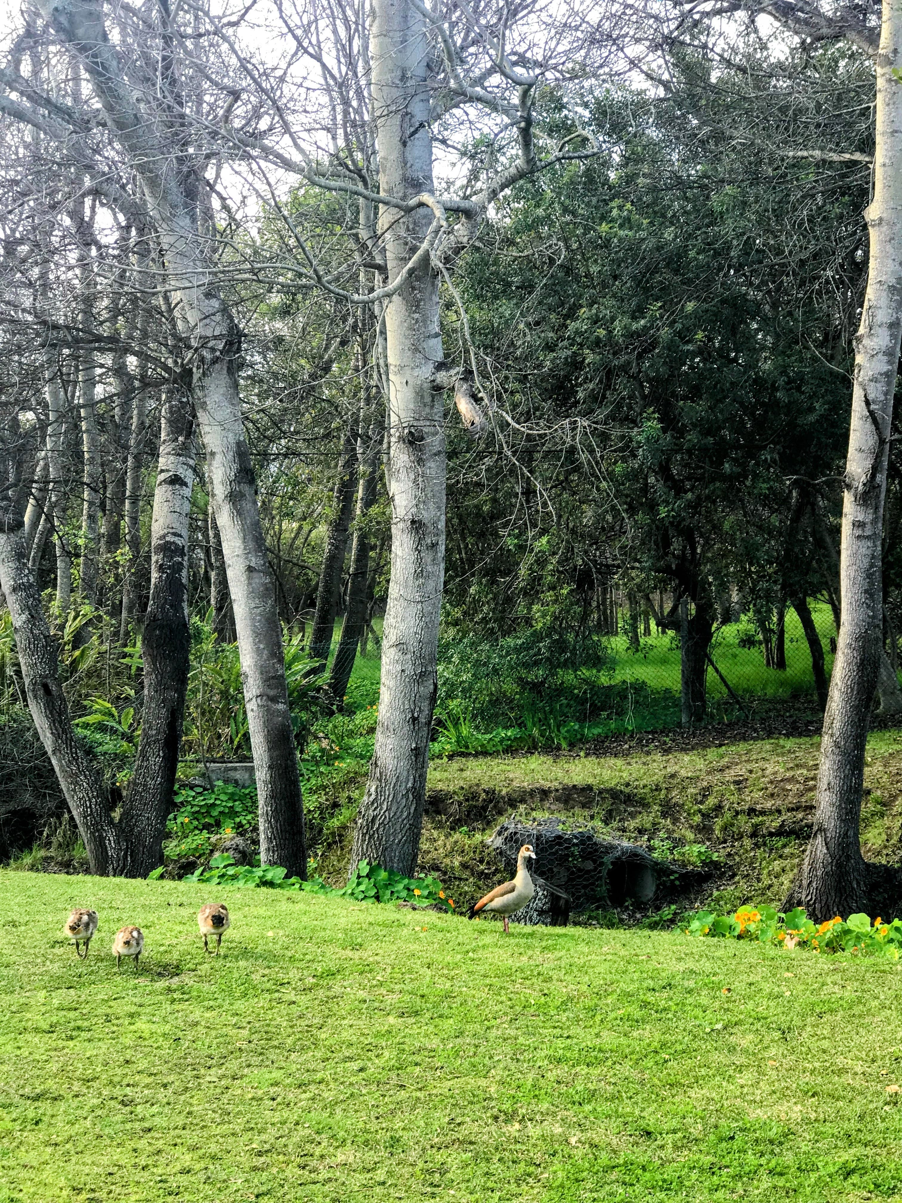 Egyptian goose and chicks on green grass, with trees in the background 