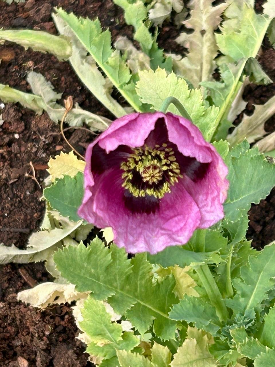 purple paper poppy in the garden