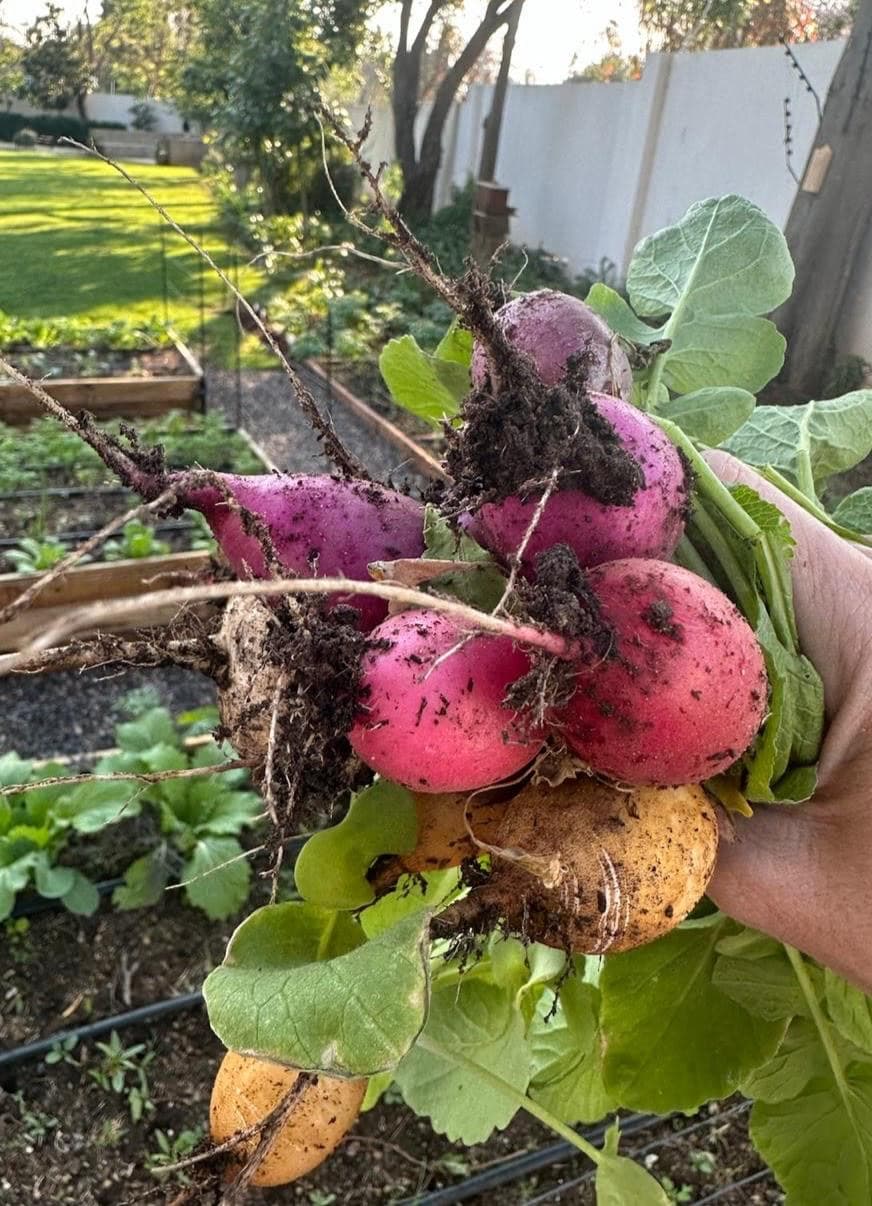 Finding Your Rhythm: A Gentle Introduction to Urban Slowsteading