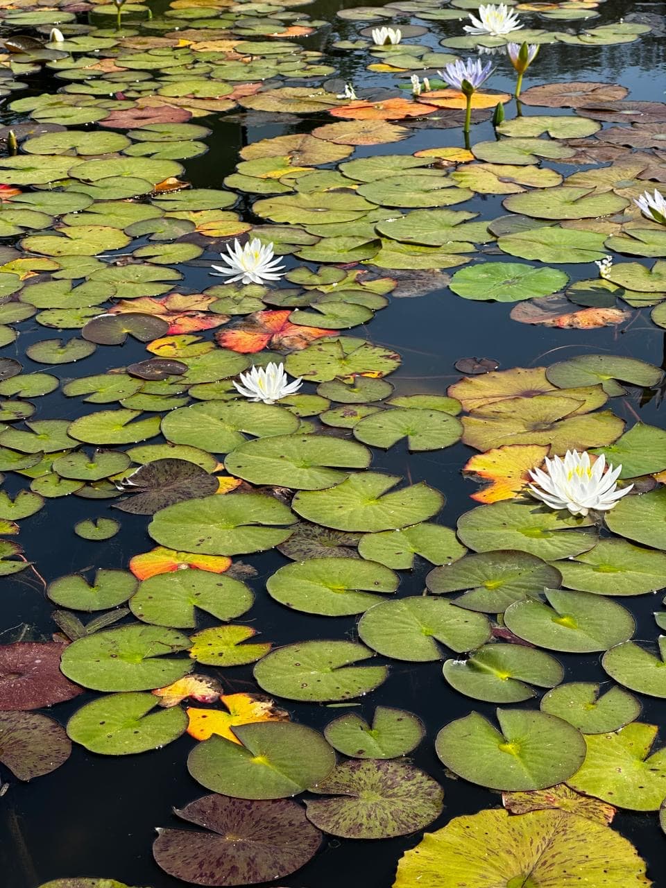 pond with blooming water lilies