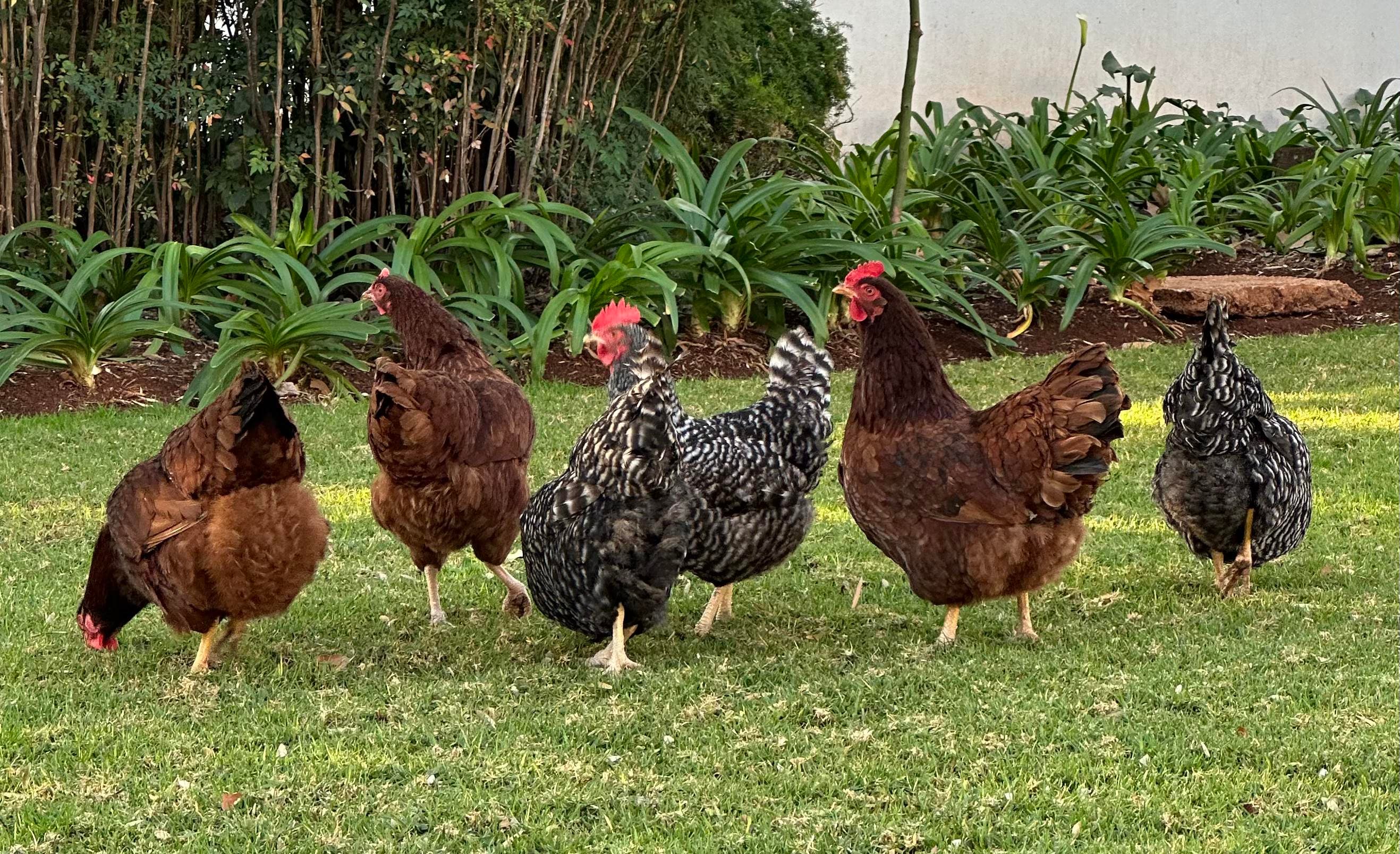 Chickens foraging in a city garden at Rosemary Road