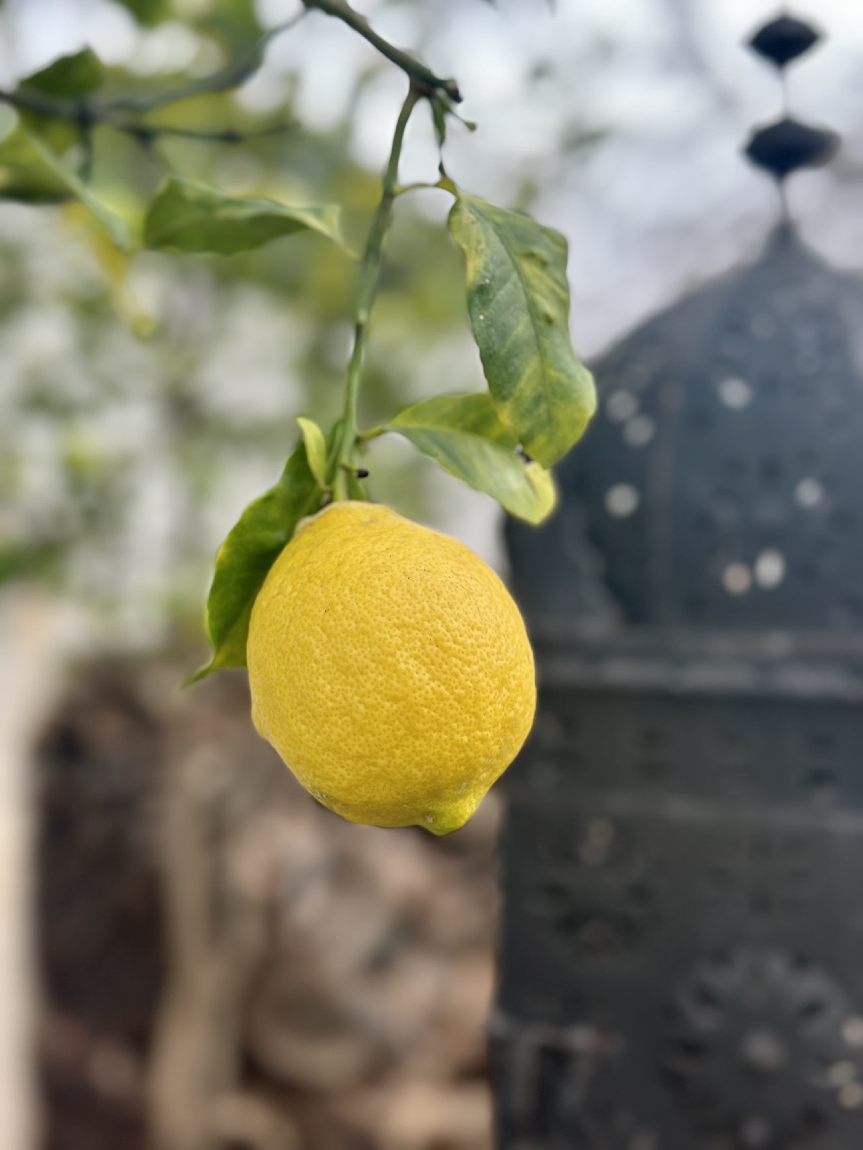 A lemon growing in a home garden